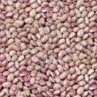لوبیا چیتی تازه امسال پاک شده اماده پخت