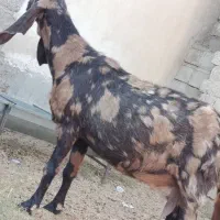 تکشاد گلابی اصل با پلنگی و کاموری