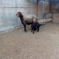 ۱راس گوسفند افشاری جنس بره دار