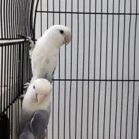 جفت طوطی کوتوله|پرنده|مشهد, شاهد (شهرک غرب)|دیوار