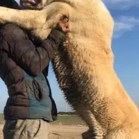 معاوضه ۳عدد توله سگ ترکمن