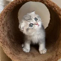 گربه اسکاتیش فولد بلوگلد