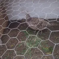 مر غ وخروس|حیوانات مزرعه|پرند, فاز ۲|دیوار