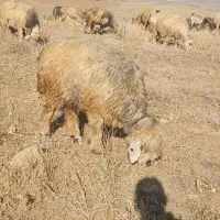 دو رتس شیشک ترکی|حیوانات مزرعه|الیگودرز, |دیوار