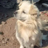 فروش یک جفت سگ پاکوتاه|سگ|کیاشهر, |دیوار