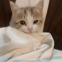 گربه ماده ۵ ماهه