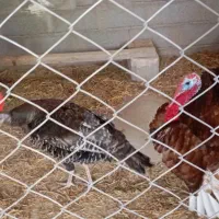 بوقلمون بالغ یک ساله وتخم گزار