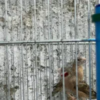 فنچ گلوبریده|پرنده|اسلام‌شهر, شهرک مفیدی|دیوار