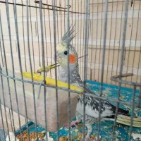 فروش عروس هلندی جوان و سالم