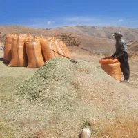 علف|لوازم جانبی حیوانات|کامیاران, |دیوار