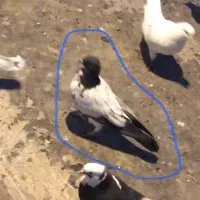 گم شده|حیوانات|رودهن, |دیوار