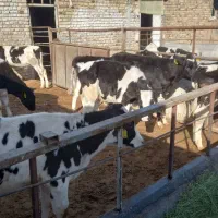 گوساله قطع شیر|حیوانات مزرعه|قم, باغ کرباسی|دیوار