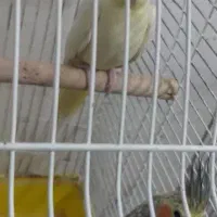 عروس هلندی