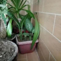 گل دیفن خوشکل وشاداب|گل و گیاه طبیعی|فیروزآباد (فارس), |دیوار