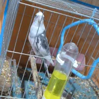 دوکت البینو شاه هیکیل|پرنده|باوی, |دیوار