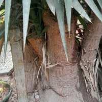 درخت یوکا باقدمت بیش از۳۰سال.غول پیکر.۳متری.سالم|گل و گیاه طبیعی|امیرکلا, |دیوار