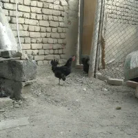 مرغ گلین مشکی