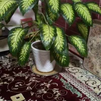 گل و گلدان زیبا|گل و گیاه طبیعی|بیلوار, |دیوار