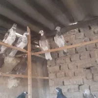 کفتر پرشی  نروماده