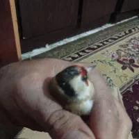 سهره|پرنده|یاسوج, |دیوار