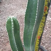 انواع گل و گیاه|گل و گیاه طبیعی|گنبد کاووس, |دیوار