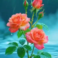 سیم کارت رند دایمی