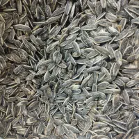 تخمه «کانادایی» درجه یک