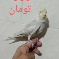 عروس دستی|پرنده|تفت, |دیوار