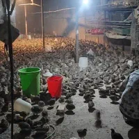 بلدرچین ماده۴۰روزه