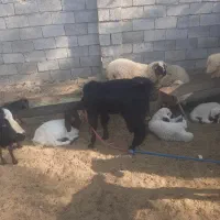 فروش کهره وبره نر