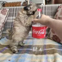 سگ جیبی دو روزه خریدمش ب علت بیماری مادرم نمیتونم