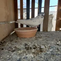 کفتر سه تا ۱۵۰