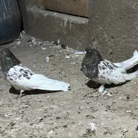 پدر و پسر|پرنده|میانه, |دیوار