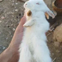 خرگوش فروشی