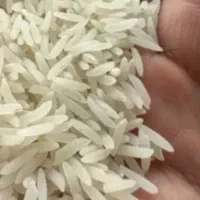 لاشه طارم هاشمی دمسیاه