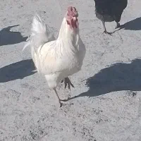 خروس|حیوانات مزرعه|یاسوج, |دیوار