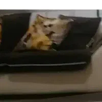 مبل ۸نفره در حد نو|مبلمان خانگی و میز عسلی|آزادشهر, |دیوار