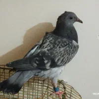 کبوتر|پرنده|خان ببین, |دیوار