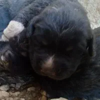 توله سیاه