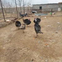 خروس و بوقلمون چاق چله