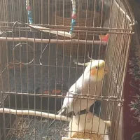 عروس هلندی سخنگو