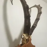 شاخ بز کوهی کلکسیونی