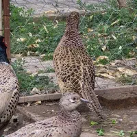 ق ر اول طلایی زیبا|پرنده|مینودشت, |دیوار