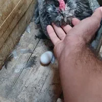 تخم گلین ریشو|حیوانات مزرعه|اهواز, اسلام آباد غربی|دیوار