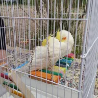 دو عدد عروس هلندی