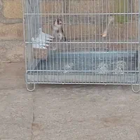 سهره بخوان مست نر توضیحات بخونید لطفا