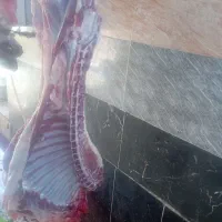 لاشه و  آلایش بره و بزغاله کشتار در لحظه|حیوانات مزرعه|قم, باغ شازده|دیوار