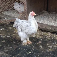 جوجه ۴ماهه کوشین|حیوانات مزرعه|لاهیجان, بوجایه|دیوار