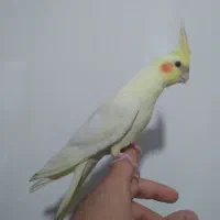 عروس هلندی نر با قفس و لوازم