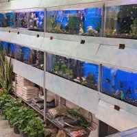 ماهی سوارتل مولد سوپر سایز آکواریوم|ماهی|مشهد, نیزه|دیوار